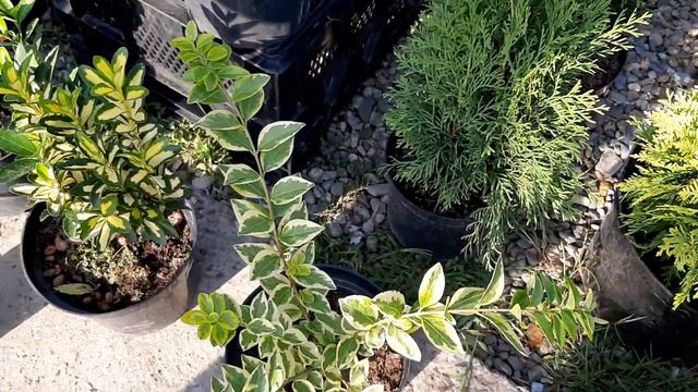 ОБЗОР ЦВЕТОВ НА ЯРМАРКЕ. 03.09.2022. смотреть онлайн