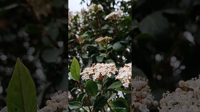 Viburnum tinus e gli insetti pronubi 🐝 - Giardino per animali selvatici смотреть онлайн