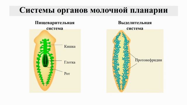 Тип Плоские черви. Тема 5. Строение и образ жизни ресничных червей