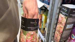 Гортензии в леруа мерлен