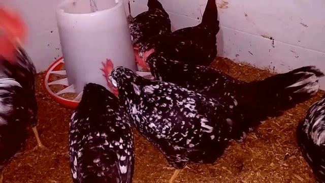 Порода кур Леггорн Далматинец (Leghorn Exchequer) смотреть онлайн