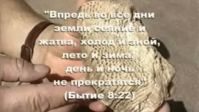 Ноев Ковчег. Открытие Рона Уайта смотреть онлайн
