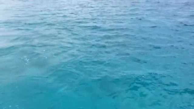 Эйлат, прогулка на катере со стеклянным дном. Eilat trip on boat with a glass floor смотреть онлайн