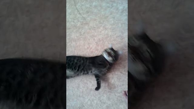 TEG дразним кота смотреть онлайн