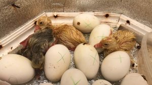 Вывод Гусят / Такого результата не ожидал ! / Инкубация Гусиных яиц