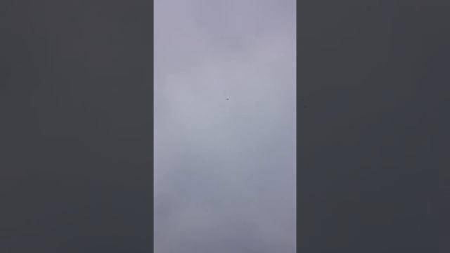 Голуби Алексей Ростовская область х. Прогресс 14.01.18 всё вопросы по телефону 89282272498 смотреть онлайн