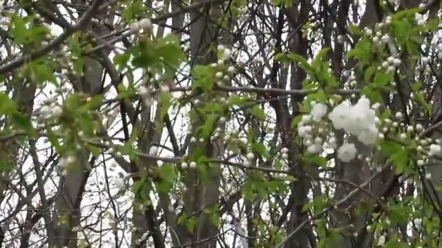 10.04.2016 Прогулка по парку. Комсомольское озеро смотреть онлайн