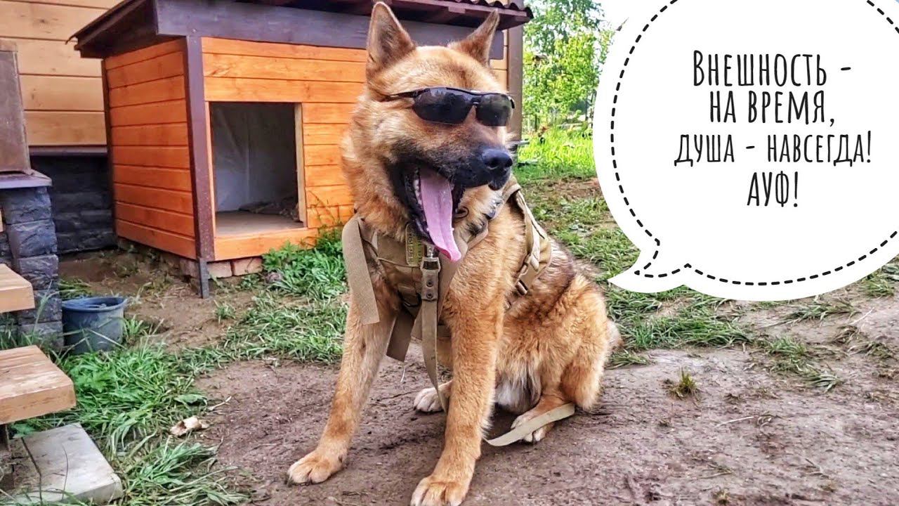 Распаковка обновки для Пса Кубика. У кого лучше получается распаковка: у Артёма или у кошки Морошки?