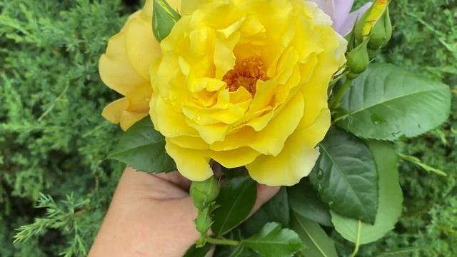 Роза Голден Селебрейшен. Сравним оригинальный саженец с неоригинальным. смотреть онлайн