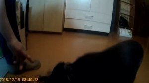 Тренировка щенка русского охотничьего спаниеля
