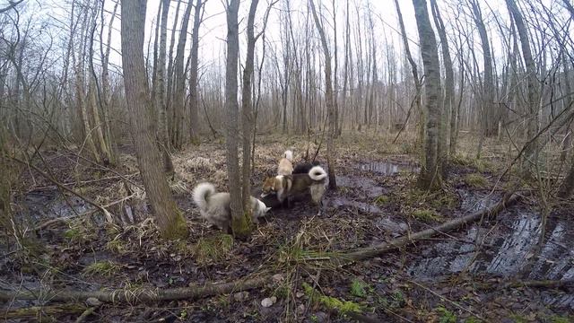 Охота на кабана с собаками (The Hunting of wild boar with dogs) GoPro HERO4 Black смотреть онлайн