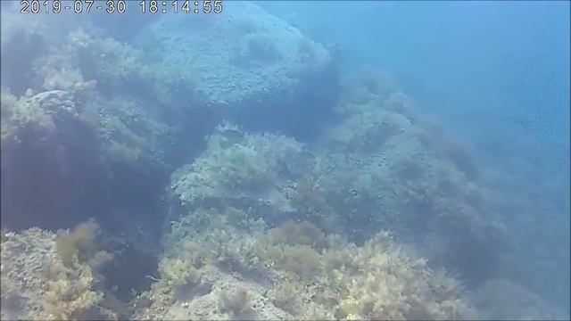 Морские черепахи (Sea turtle) Кипр, залив Хрисоху, Лачи (Cyprus, Chrysochus bay, Latchi) смотреть онлайн