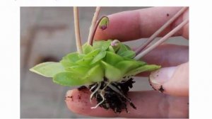 Красивое растение-хищник жирянка Уход в домашних условиях Размножение Выращивание из семян