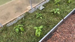 МУЛЬЧИРОВАНИЕ ГРЯДОК травой для большого урожая. Где взять много травы?