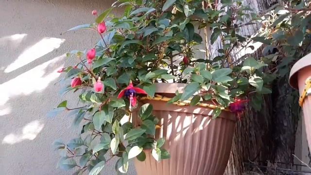 FLORES DE PRIMAVERA O CASI PRIMAVERA. смотреть онлайн