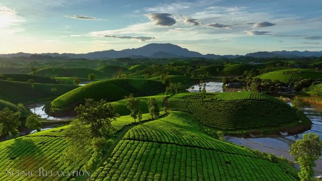 Wildlife Of Asia 4K - Scenic Animal Film With Inspiring Music