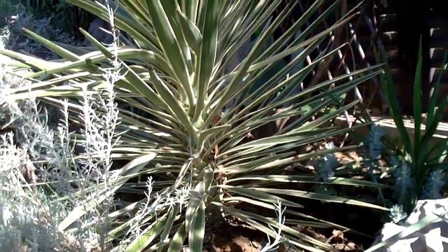 Agave parryi, Yucca brevifolia & Yucca aloifolia смотреть онлайн