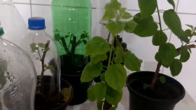 bougainvillea primavera estaquia na estufa com garrafa pet aprenda e faça em casa смотреть онлайн
