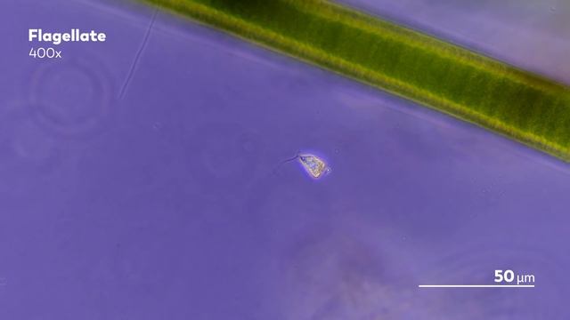 Colorless Euglenoids: Structure and Function (and Food) смотреть онлайн