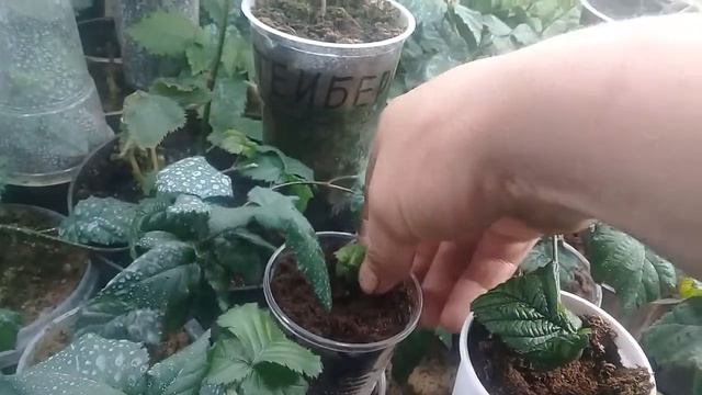 Способ как быстро размножить ежевику. смотреть онлайн