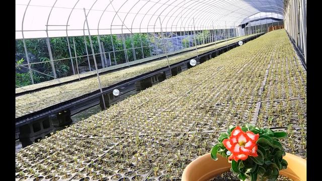 Adenium seed suppliers смотреть онлайн