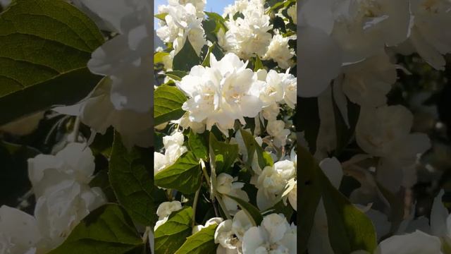 17.06.2023г. Жасмин цветёт. смотреть онлайн