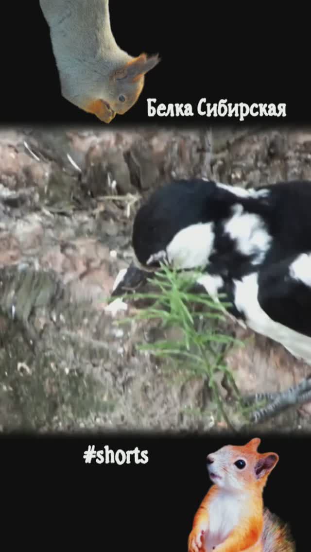 Дятел на земле собирает еду для дятлят