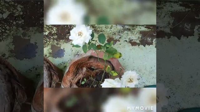 Honey Milk White Rose  Care And Fertilizer