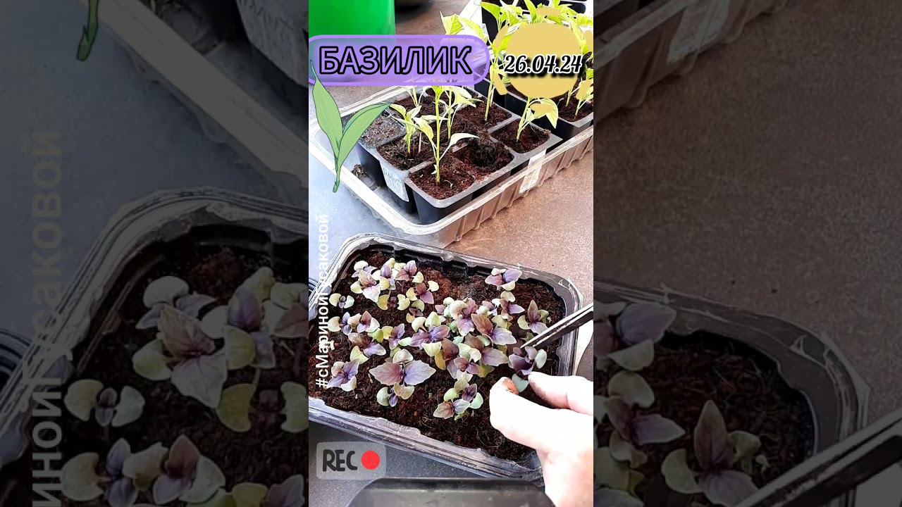 БАЗИЛИК БУКЕТНЫМ СПОСОБОМ вырастить на раз два. Пикирую 26 апреля | с Мариной Гусаковой смотреть онлайн