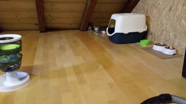 Когда кошки слышат пылесос смотреть онлайн