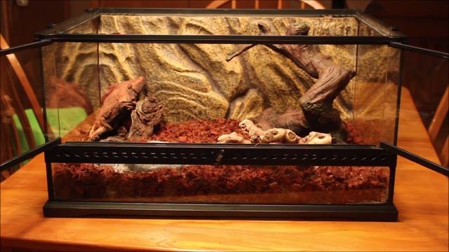 How to Set Up a Ball Python Enclosure + Meet Nagini! смотреть онлайн