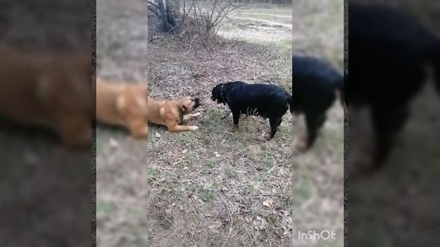 Амур) Ка де бо 9 месяцев, растёт парень смотреть онлайн