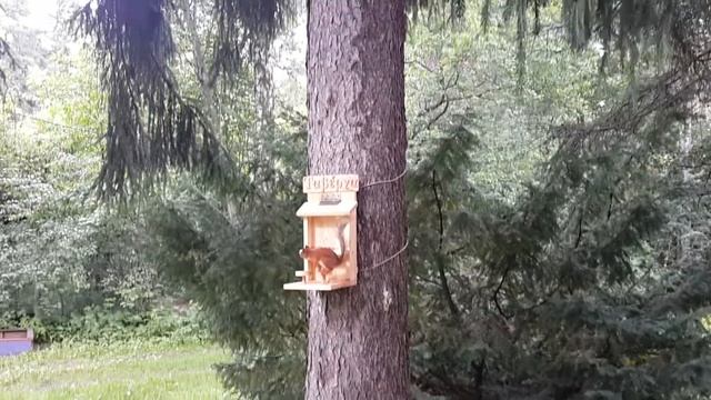 Кормушка для белок смотреть онлайн