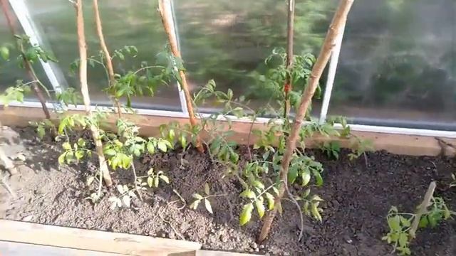 ТЕПЛИЦА НА ДАЧЕ! РАСТУТ И ЗЕЛЕНЕЮТ ПОМИДОРЫ, КОШКА АЛИСА ОХОТИТСЯ НА МЫШЕЙ!!! смотреть онлайн
