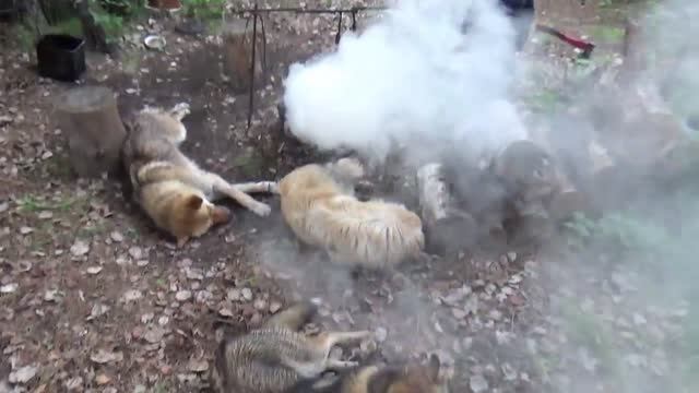 Рыбалка летом 2019. На таёжной реке. смотреть онлайн