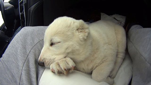 Забрали из Питомника. Снежок спит/Шелковый и Красивый. 23/09/17 🐼🥰😘. Часть #1 смотреть онлайн