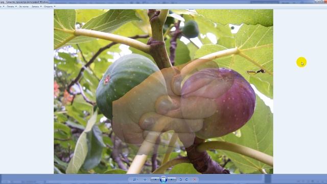 Как сделать водяной знак на фото в фотошопе смотреть онлайн