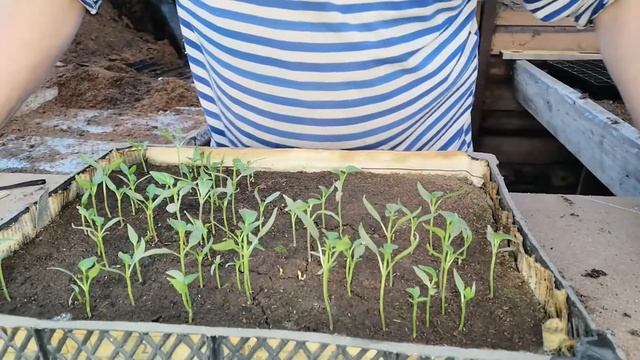 ПОСЕВ И ПИКИРОВКА РАССАДЫ ПЕРЦА! ПРОВЕРЕННЫЙ МЕТОД ОТ УЧЁНОГО АГРОНОМА!!! смотреть онлайн