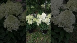 Сорт метельчатой гортензии  "Пинки Промис"