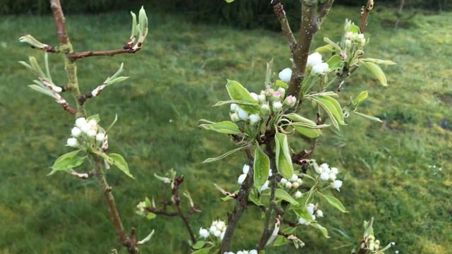 Poirier 'Pyrus communis' 'Conférence' la floraison recommence смотреть онлайн