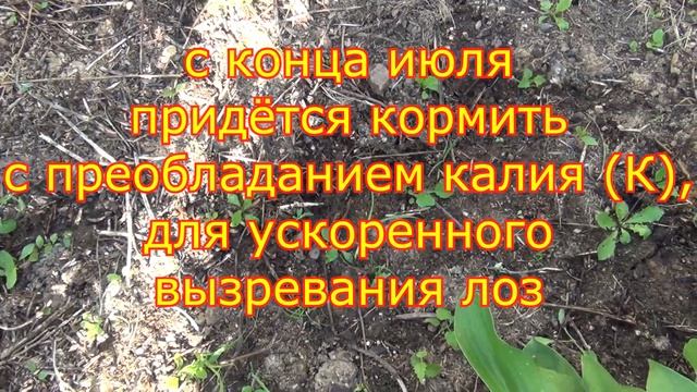 Уход за САЖЕНЦАМИ ВИНОГРАДА ЛЕТОМ. Кормим. Помогаем. Защищаем смотреть онлайн