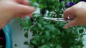 Последняя обрезка петуний перед высадкой на ПМЖ. Все работы затягиваются, сильно похолодало.