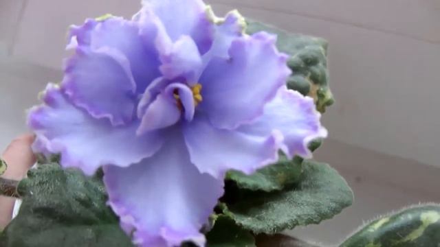 Голубоглазая Россия, первое цветение, сортовая фиалка. Домашние цветы. смотреть онлайн