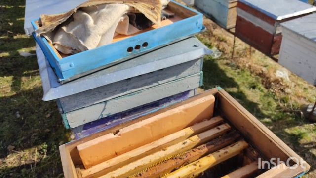 Зимовка пчел в Краснодарском крае расплод есть но немного. смотреть онлайн