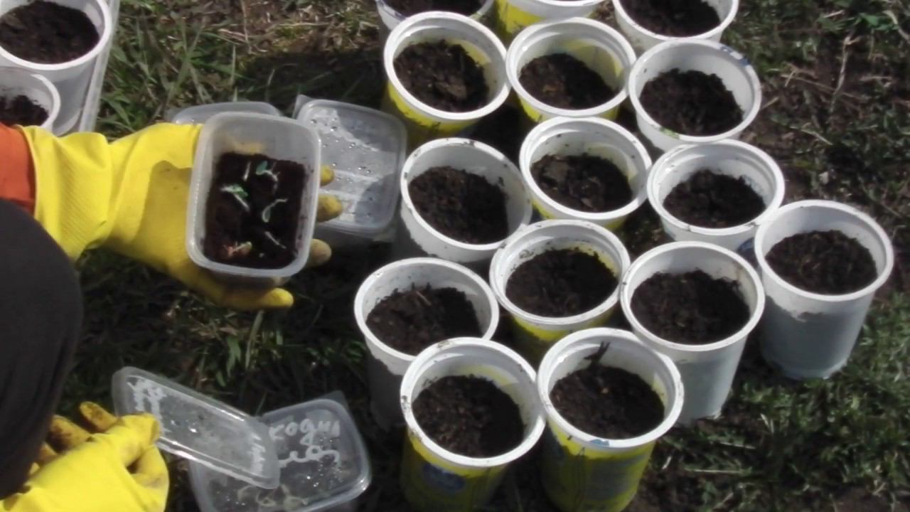 ОДИН ИЗ ЛУЧШИХ СПОСОБОВ ПРОРАЩИВАНИЯ СЕМЯН. В ЧЕМ ЛУЧШЕ ПРОРАСТИТЬ СЕМЕНА смотреть онлайн