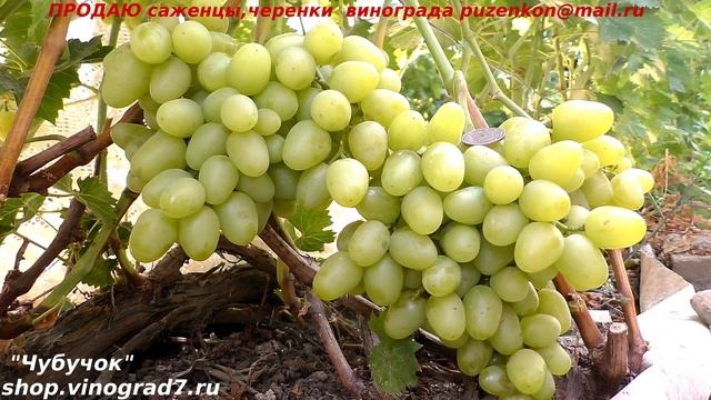 Виноград АРКАДИЯ добрая классика- один из самых надежных сортов грозди по 2 кг (Пузенко Наталья) смотреть онлайн