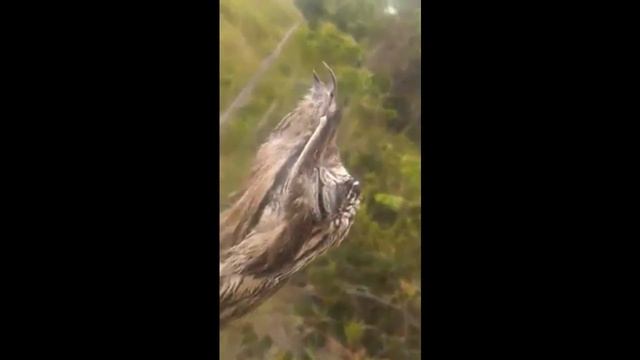 Маскировка животных - Найди птичку - козодой смотреть онлайн