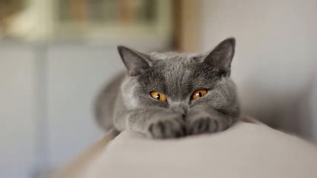 Корм для кошек киев купить смотреть онлайн
