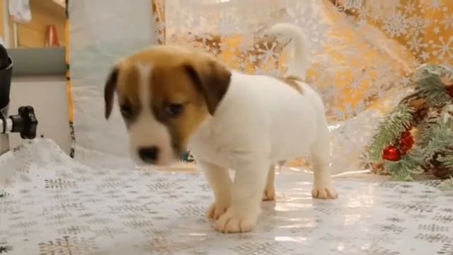 джек рассел терьер щенок купить продажа москва питомник смотреть онлайн