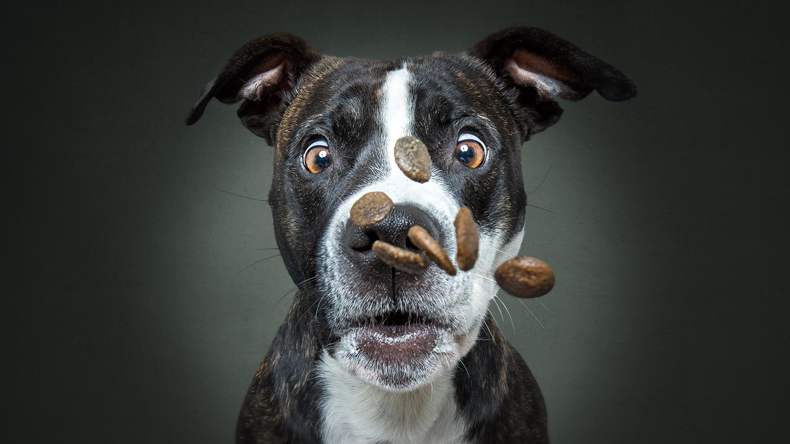 ПРИКОЛЫ С ЖИВОТНЫМИ ДО СЛЕЗ #3